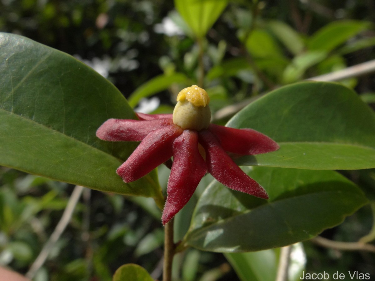 Uvaria zeylanica L.